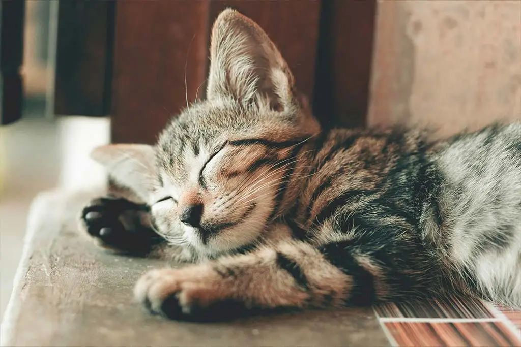 Soins énergétique animaux
